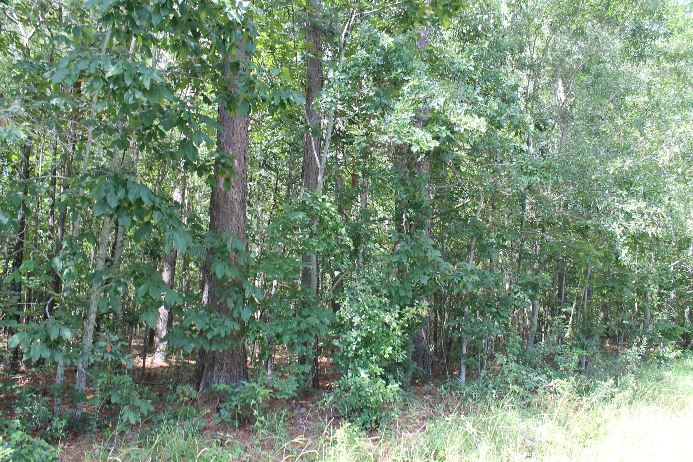 302-306 Carp Road Bonneau, SC 29431 - Photo 12 of 12 IMG_5766