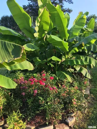 a view of a garden with plants and large trees