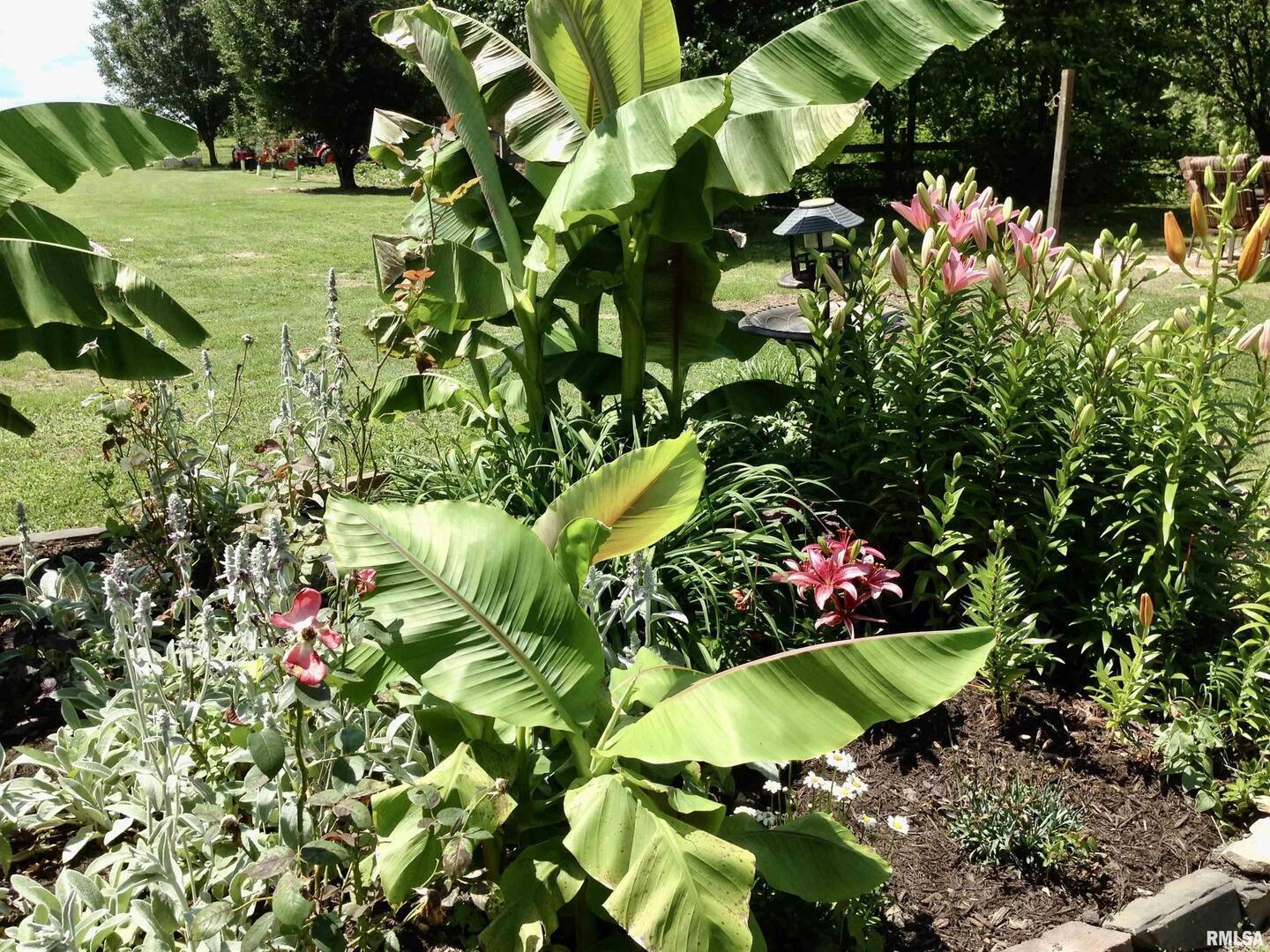 550 South Vienna Road Olmsted, IL 62970 - Photo 16 of 31 a view of a tree with a flower in a garden