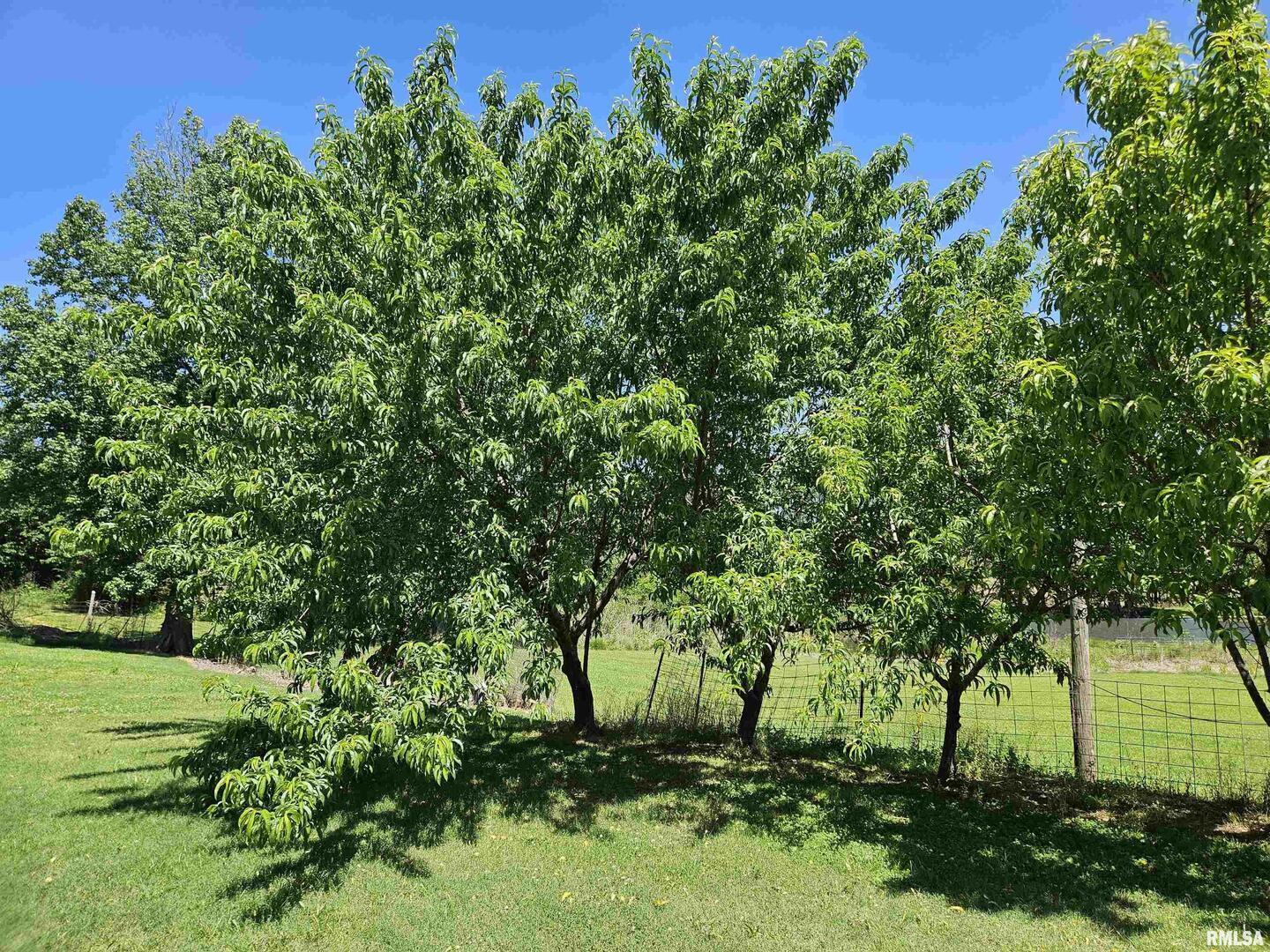 550 South Vienna Road Olmsted, IL 62970 - Photo 21 of 31 a backyard of a house with lots of green space