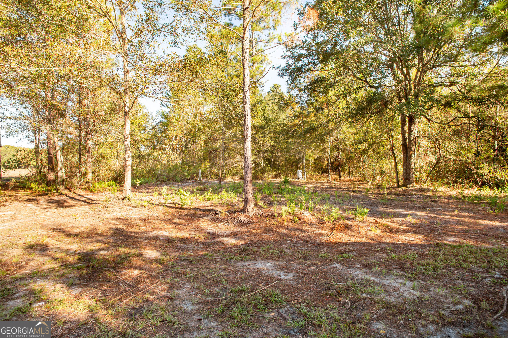 6005 Chancey Road Patterson, GA 31557 - Photo 23 of 23 a view of a yard with trees