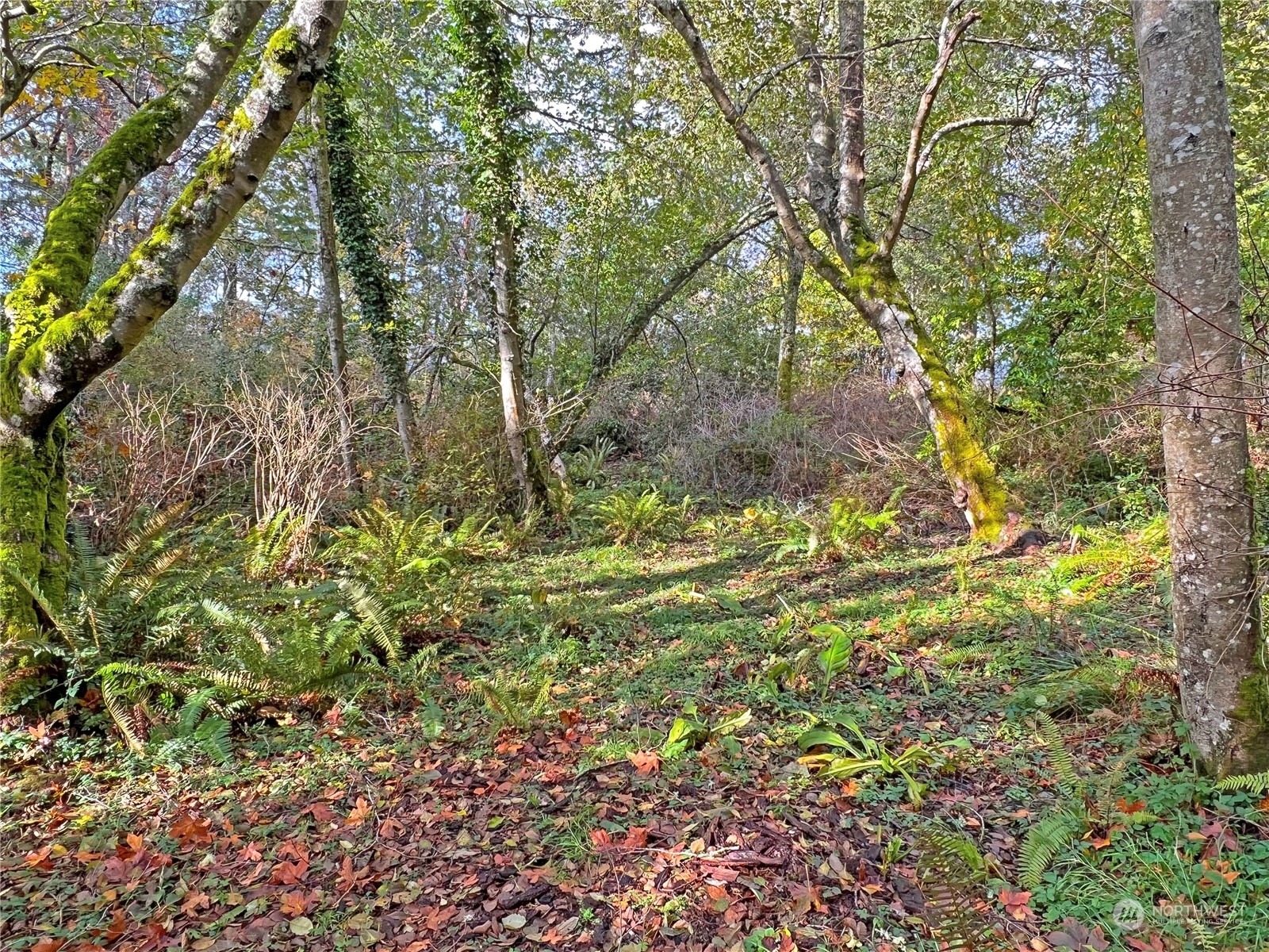 230-xx Raymond Road Southwest Vashon, WA 98070 - Photo 4 of 14 a view of a yard with a tree