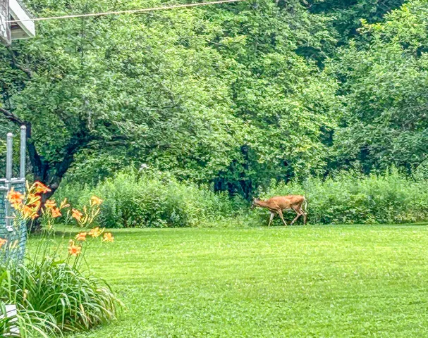 $349,500 | 1568 Essex Street, Bangor, ME 04401