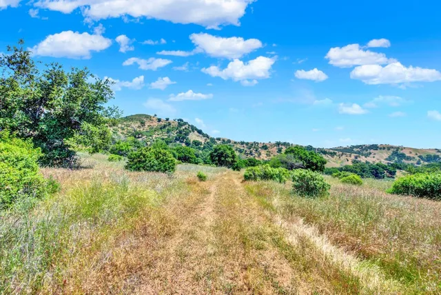 a view of a yard with plants and a large tree