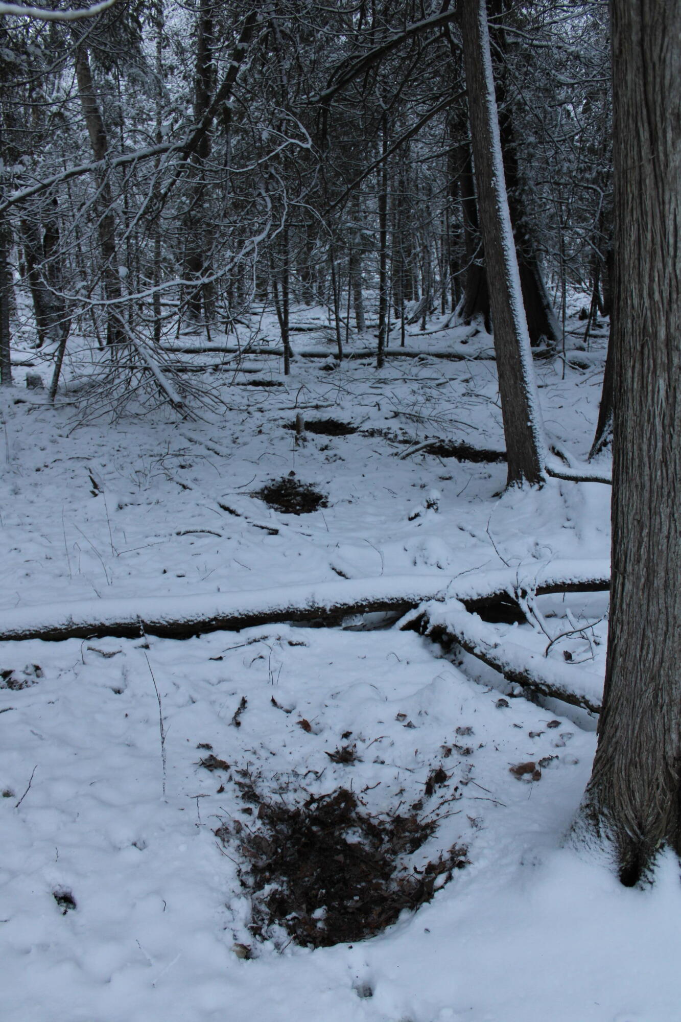3301 Wissmiller Road Mikado, MI 48745 - Photo 31 of 47 Fresh deer beds