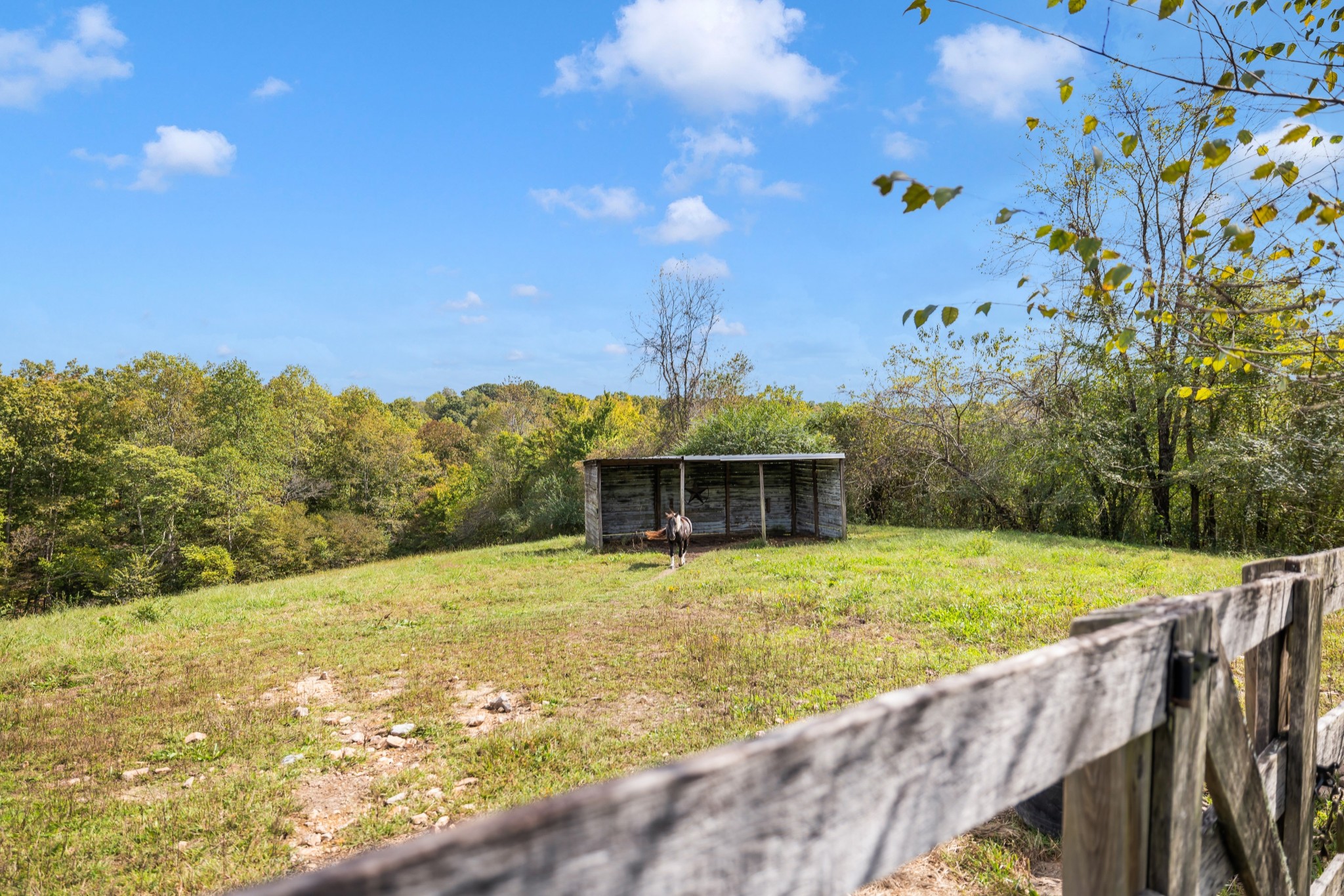 7997 Shoals Branch Road Primm Springs, TN 38476 - Photo 38 of 50 a view of a backyard with large trees