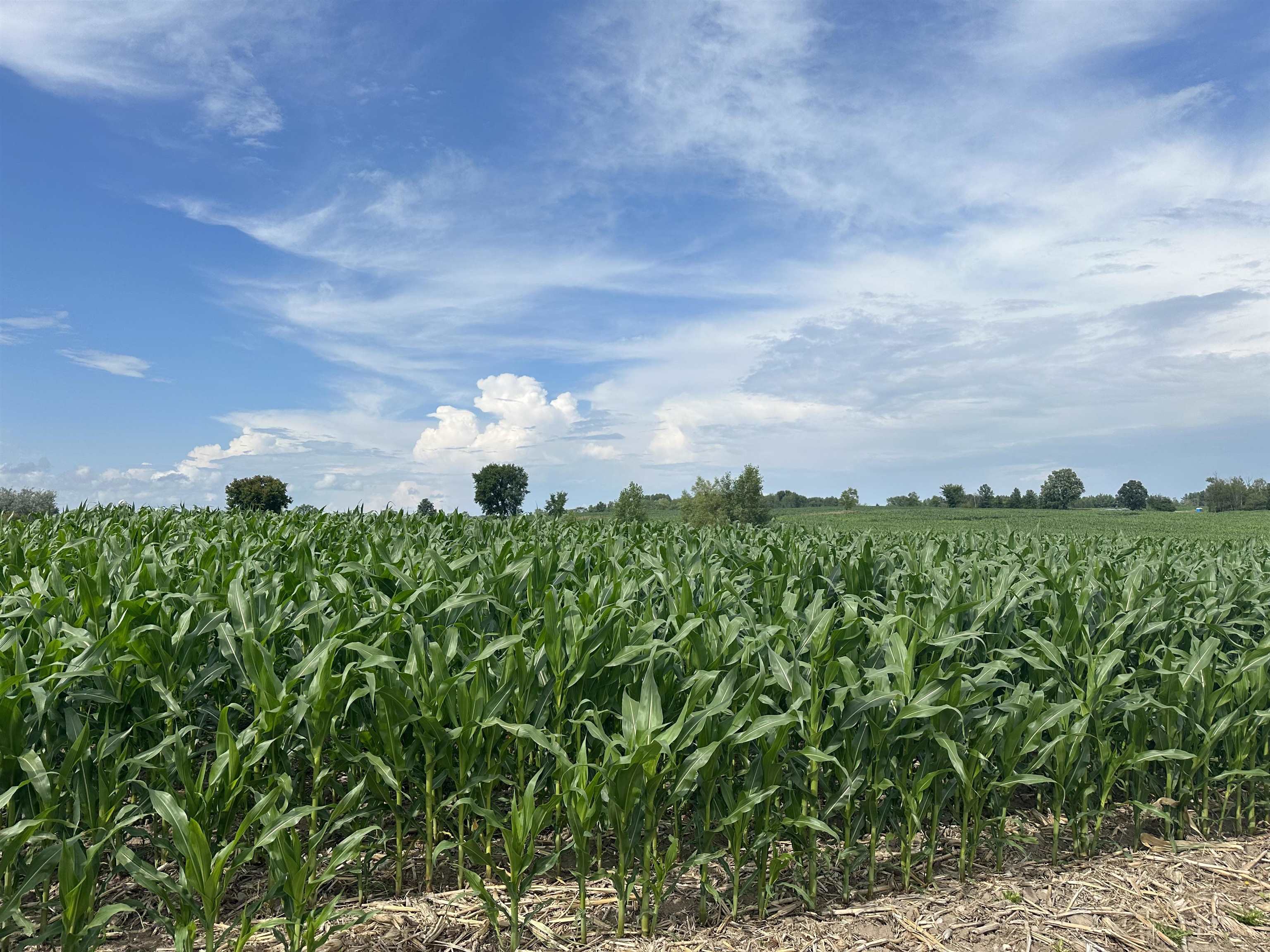 19 Mile Road Marion, MI 49665 - Photo 5 of 9