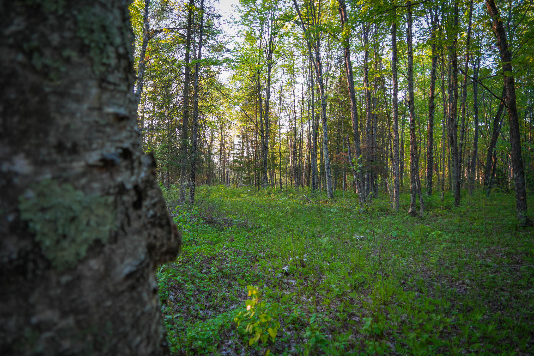 V/l V/l 33rd Road Perkins, MI 49872 - Photo 53 of 70 DSC00085