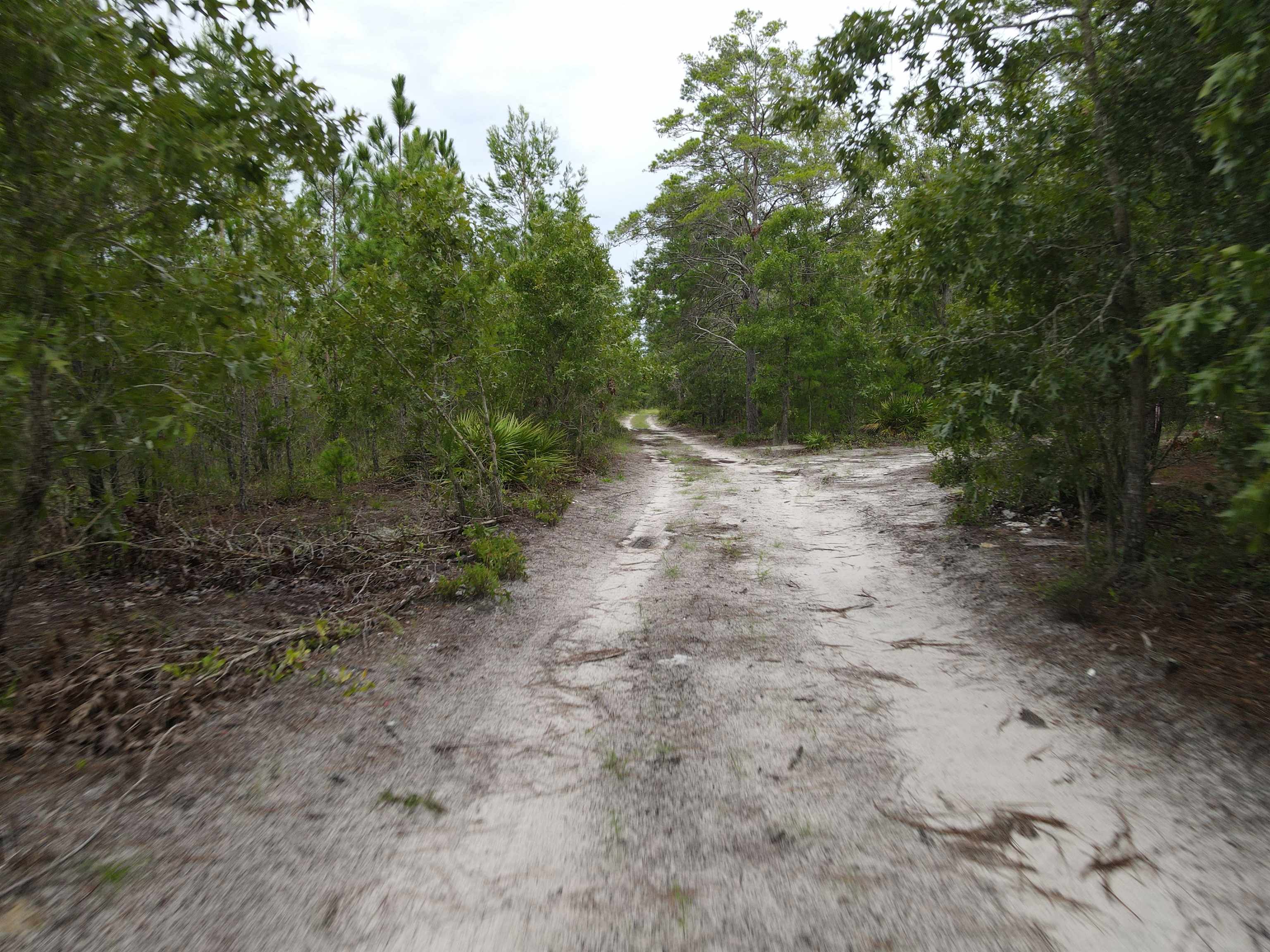3386 Fish Creek Road Perry, FL 32348 - Photo 34 of 41 Gallery Image 34