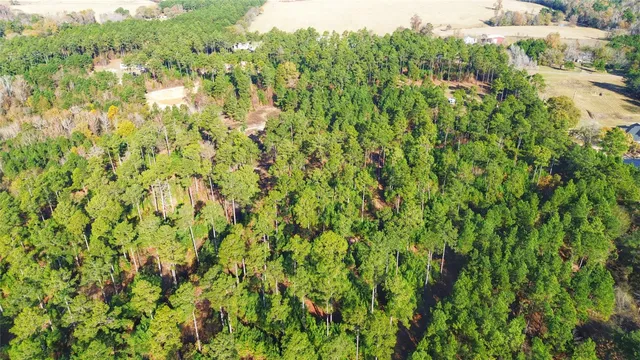 a view of a lush green forest with lots of trees