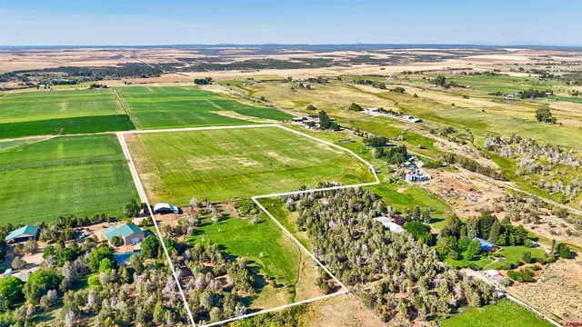 a view of a field with a tree
