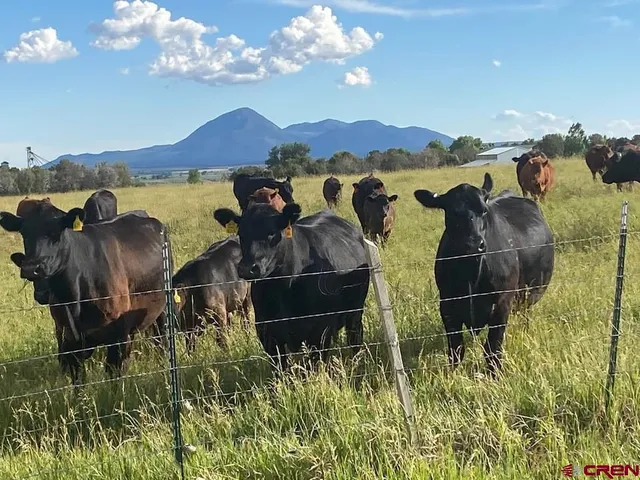 a view of an outdoor space and yard