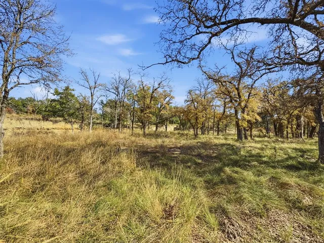 a view of yard with trees