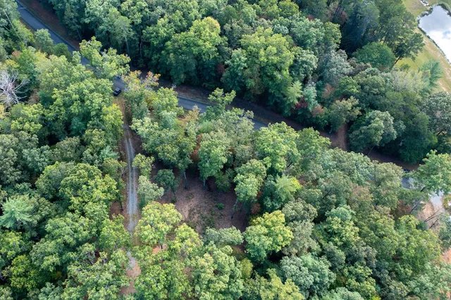 a view of a forest with a tree