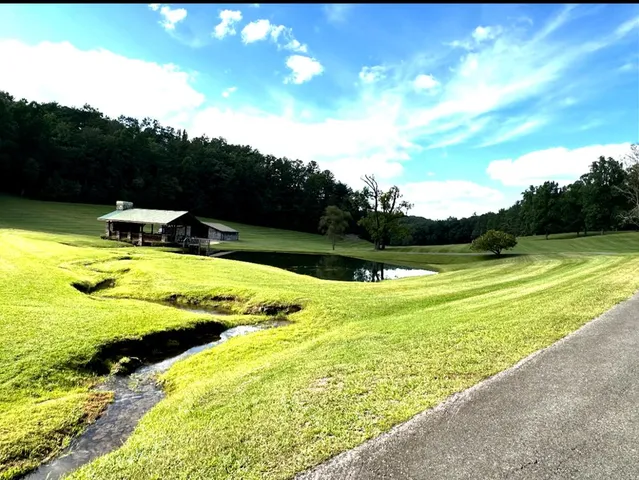 a view of a forest with a tree