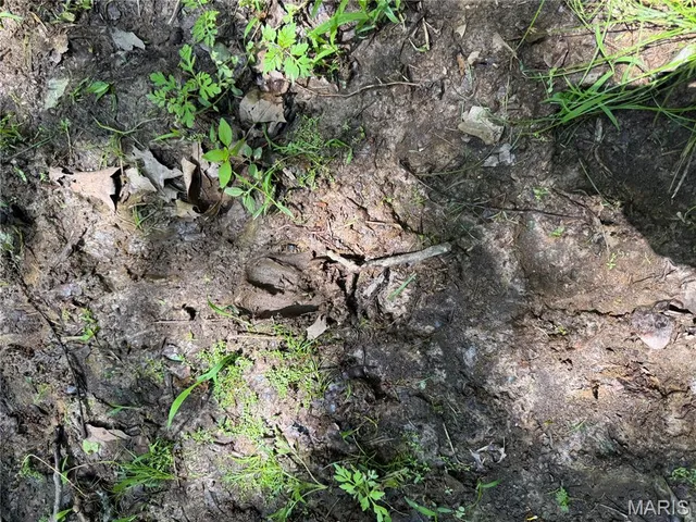 $824,900 | 0 Cardinal Road, Dixon, MO 65459