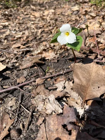 $45,000 | 6218 Adams Street, Coloma, MI 49038