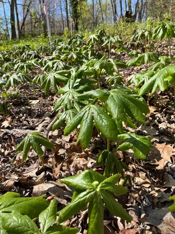 $45,000 | 6218 Adams Street, Coloma, MI 49038