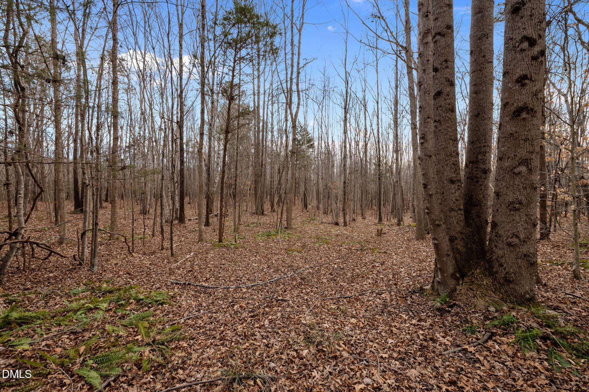 10.75-acre Neal's Store Road Roxboro, NC 27574 - Photo 8 of 17 a view of a backyard with pathway