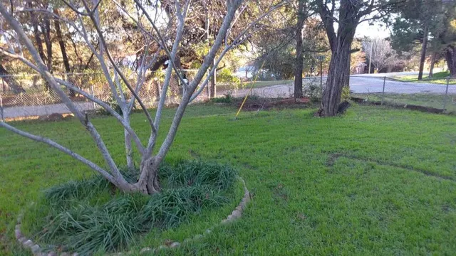 a view of a backyard with large trees