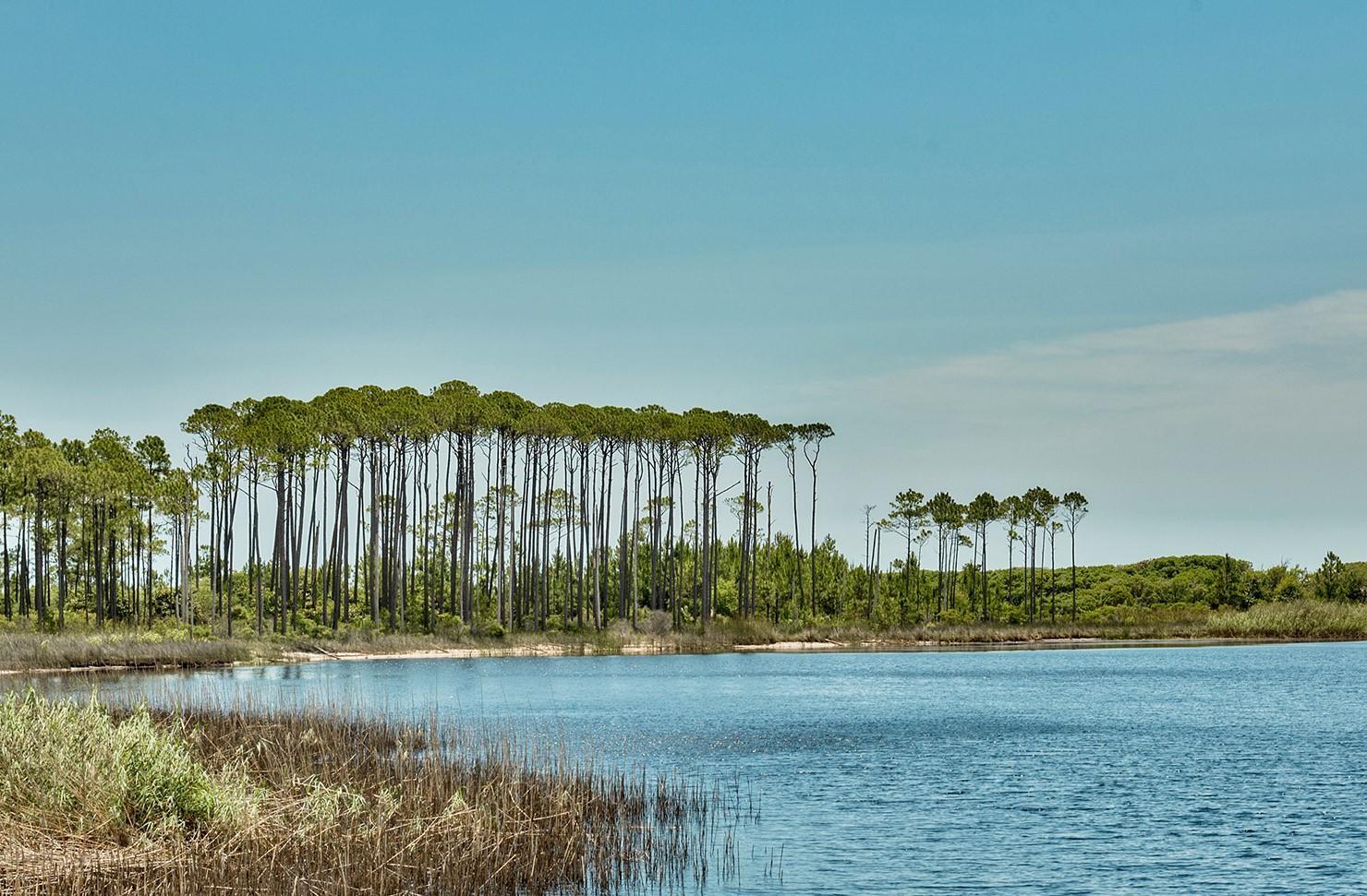 164 Pond Cypress Way Santa Rosa Beach, FL 32459 - Photo 28 of 32 Watercolor Trees