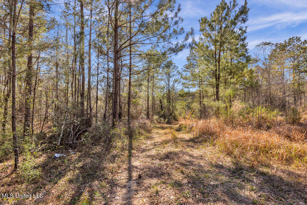 Scott Road Lucedale, MS 39452 - Photo 12 of 30 1000037742