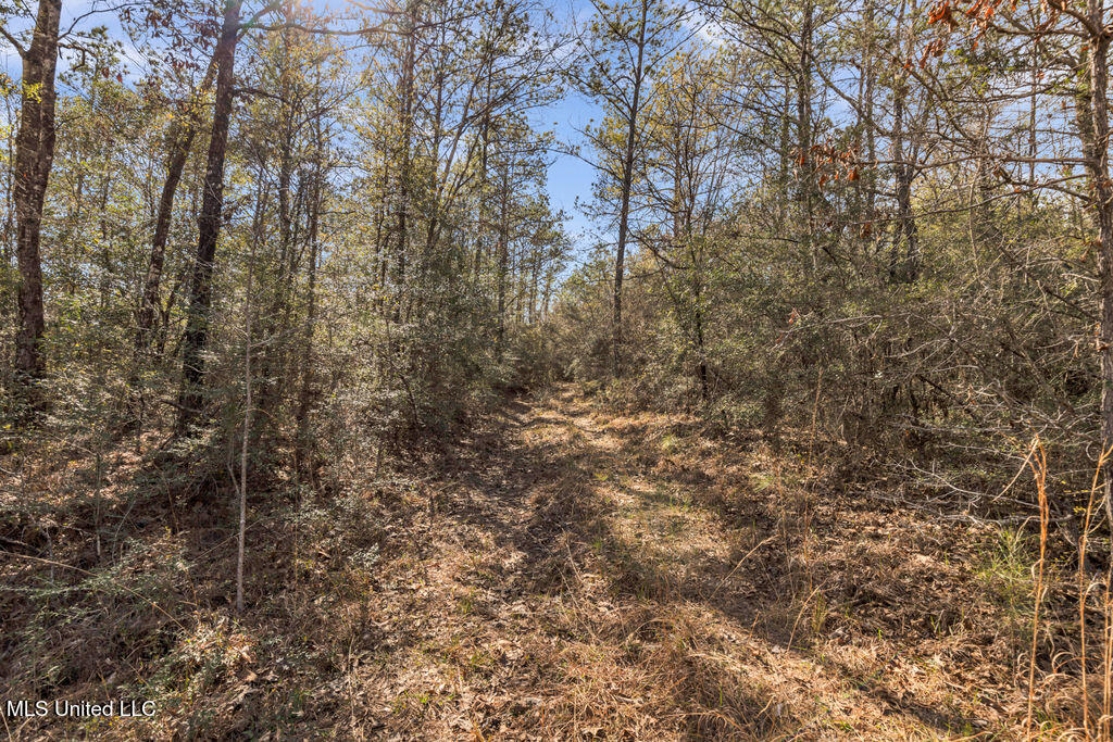 Scott Road Lucedale, MS 39452 - Photo 16 of 30 1000037746