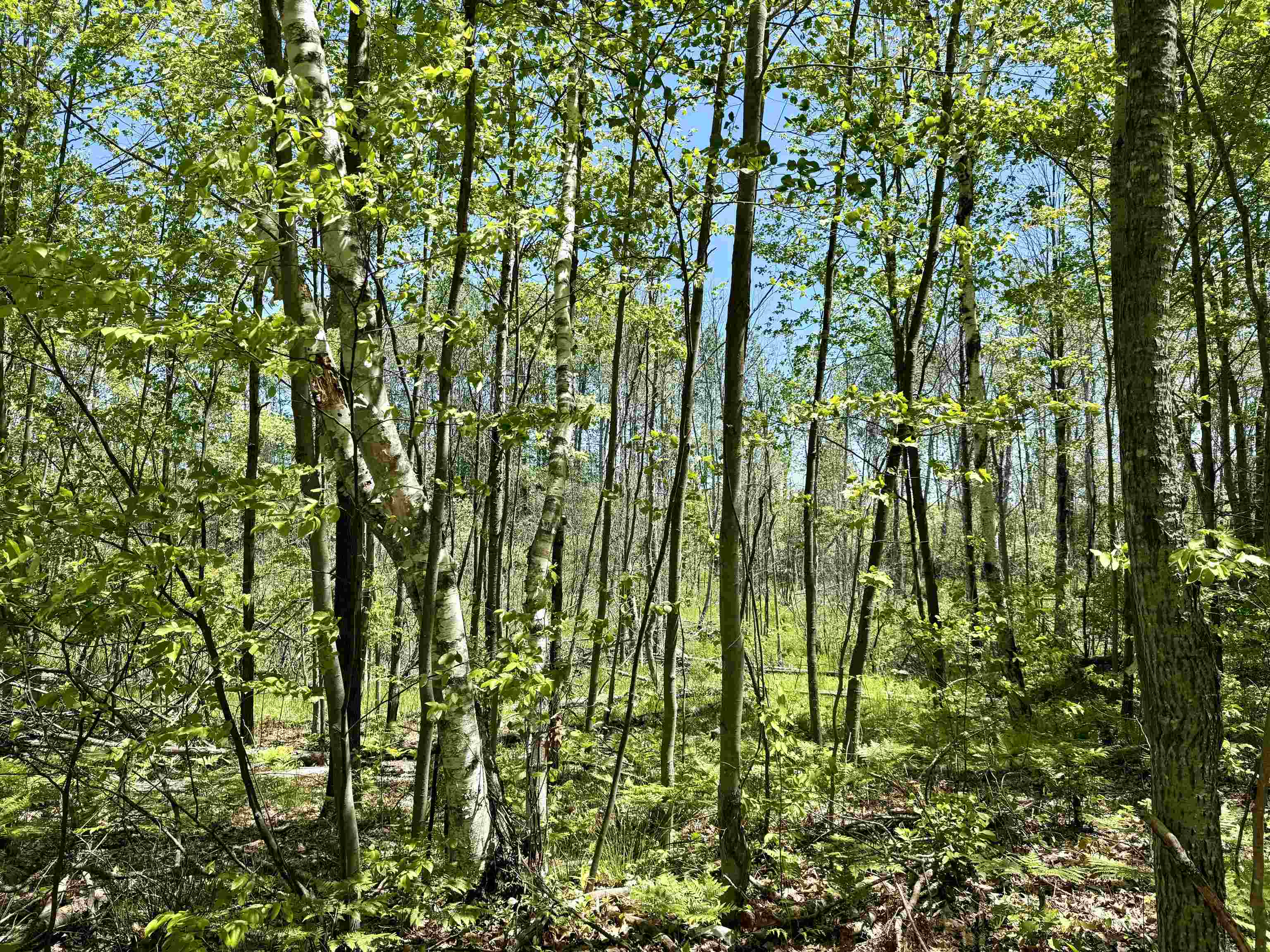 0 Ora Lake Road Hale, MI 48739 - Photo 22 of 22