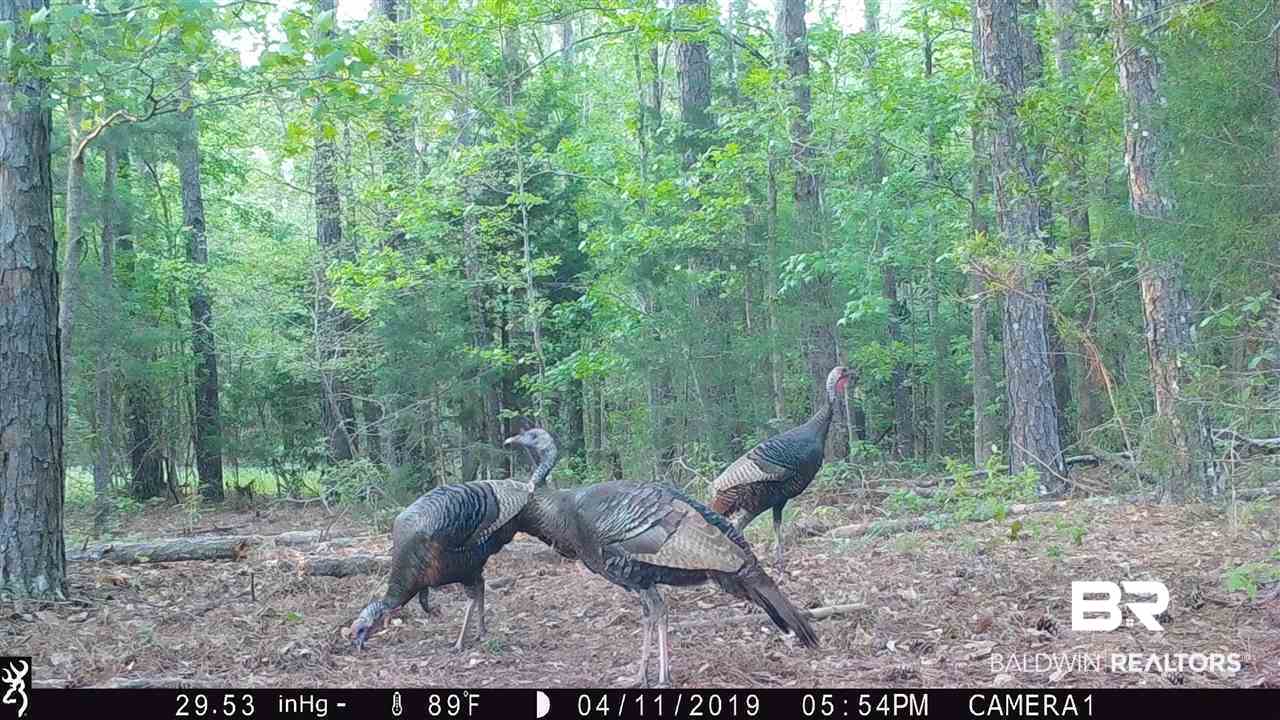 1478 Ridge Road Greenville, AL 36037 - Photo 24 of 50