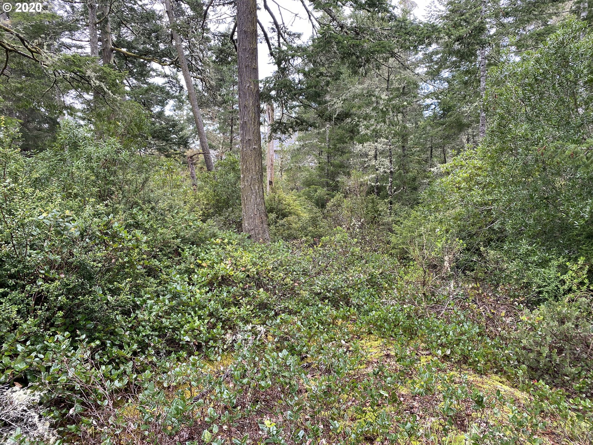 Willow Loop, Unit 105 Florence, OR 97439 - Photo 1 of 5 Gallery Image 1