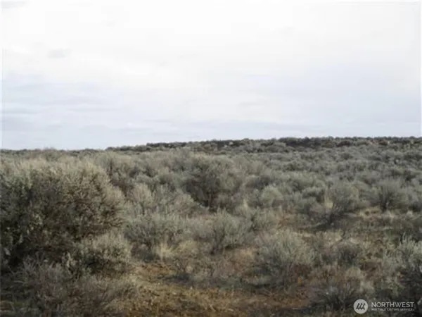 a view of a dry space with lots of trees