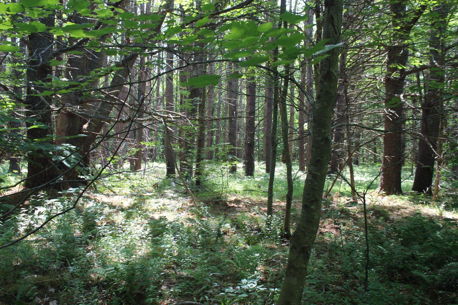 Tbd Walker Road Woolwich, ME 04579 - Photo 19 of 20 20200630215820775784000000-o