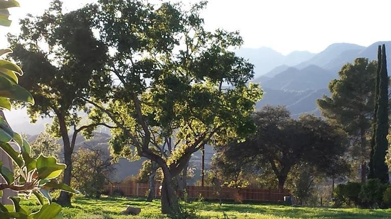 334 North Rice Road Ojai, CA 93023 - Photo 12 of 18 a view of a yard with mountain