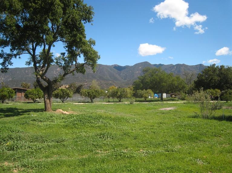 334 North Rice Road Ojai, CA 93023 - Photo 16 of 18 a view of a lush green yard with large trees