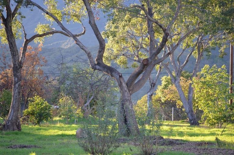 334 North Rice Road Ojai, CA 93023 - Photo 18 of 18 a view of a yard with plants and large trees