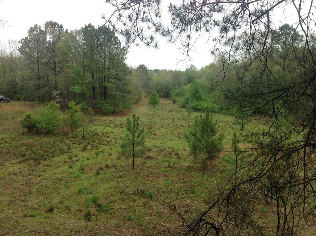 Ernest-johnson Ernest Johnson Road Wagener, SC 29164 - Photo 5 of 6