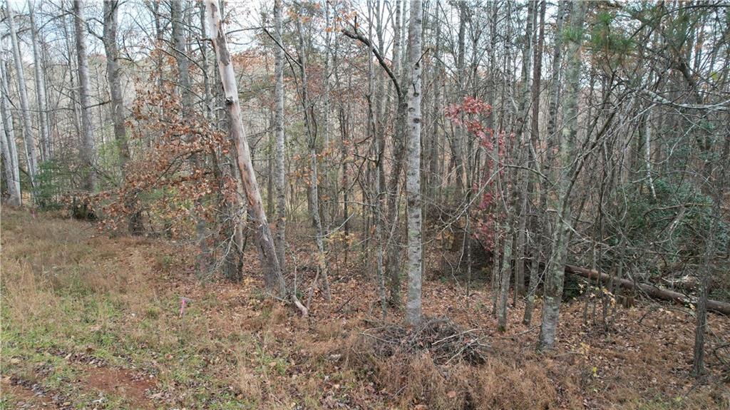 0 Blackburn Tract 3a Road Dawsonville, GA 30534 - Photo 8 of 25 a view of a forest with large trees