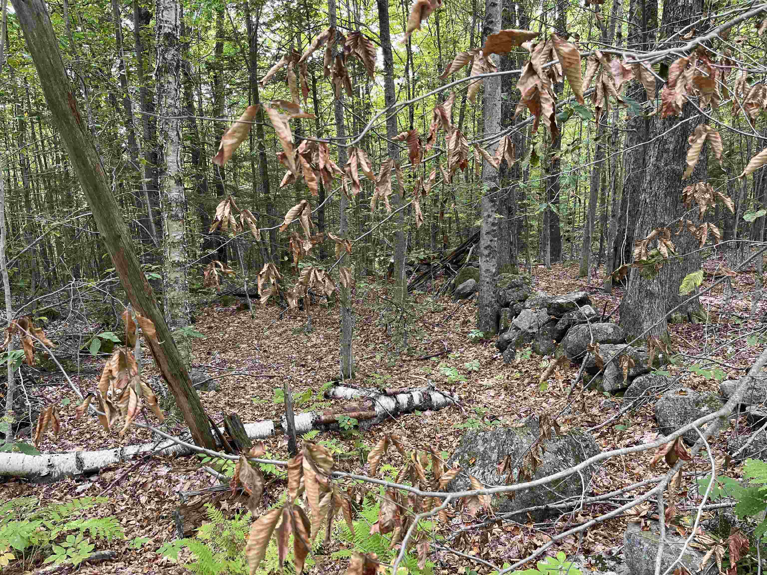 Whiton Road Antrim, NH 03440 - Photo 4 of 6