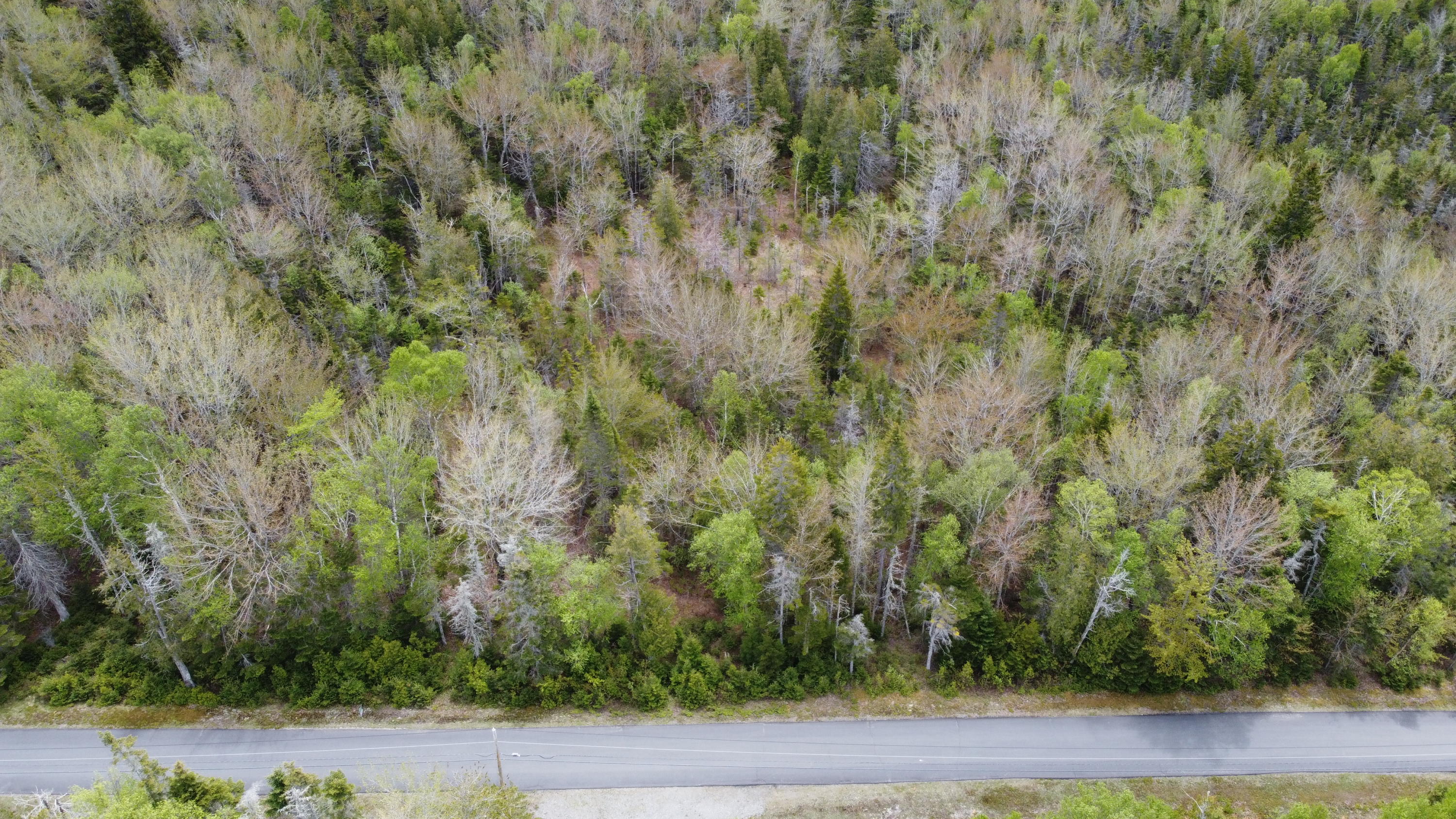 84 Yoho Head Road Machiasport, ME 04655 - Photo 2 of 12 DJI_0174