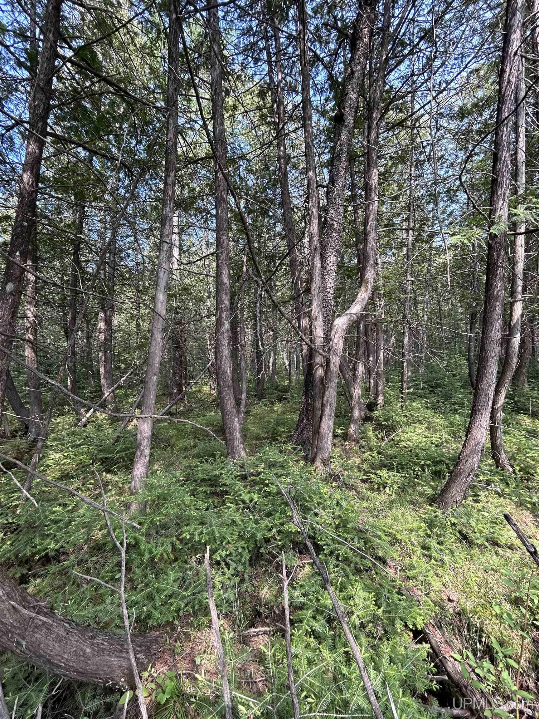 Vega Road Hermansville, MI 49847 - Photo 5 of 10 Gallery Image 5