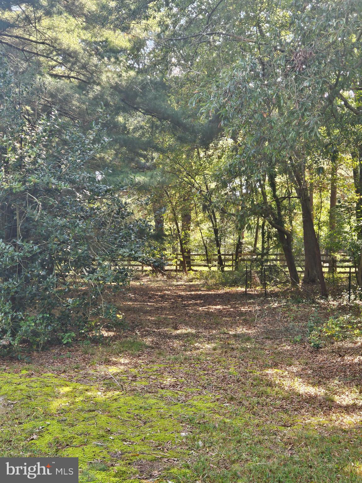 23577 Willow Pond Road Denton, MD 21629 - Photo 41 of 60 Lots of nature