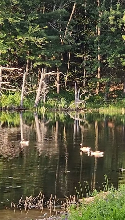 0 Pickerel Close Road Becket, MA 01223 - Photo 13 of 13