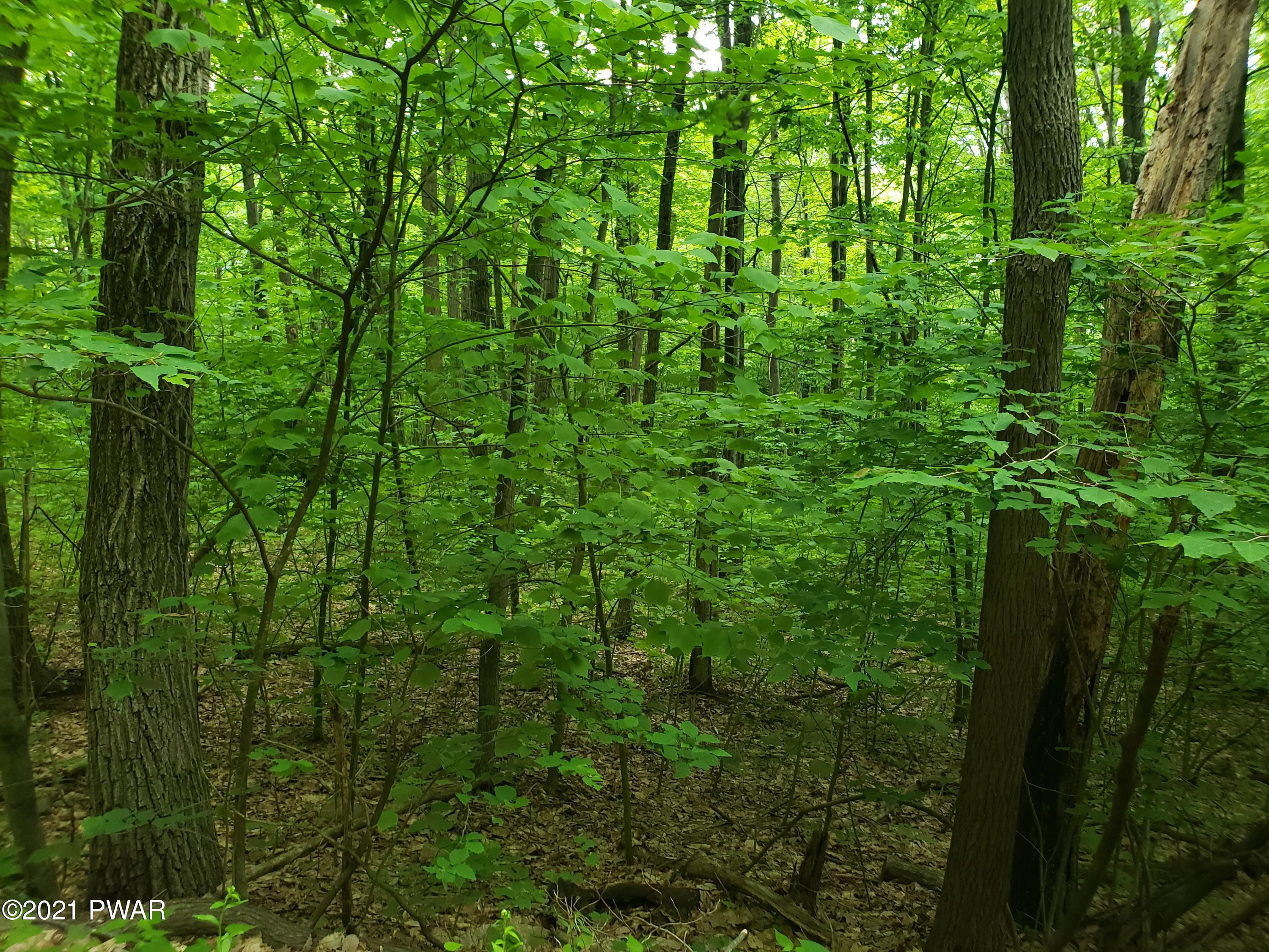 60 Oak Lane Waymart, PA 18472 - Photo 8 of 11 a view of a lush green forest with trees and bushes