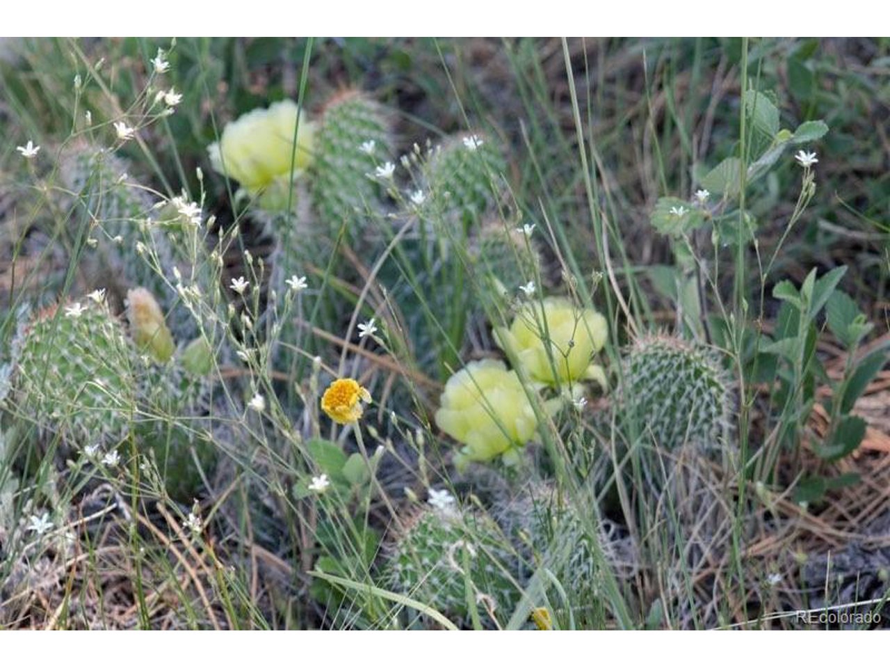 6 McClelland Road Calhan, CO 80808 - Photo 9 of 9 a view of a plant in a garden