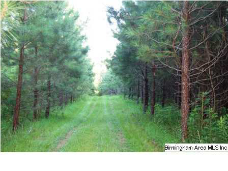 509 County Road, Unit 40 Woodland, AL 36280 - Photo 8 of 21