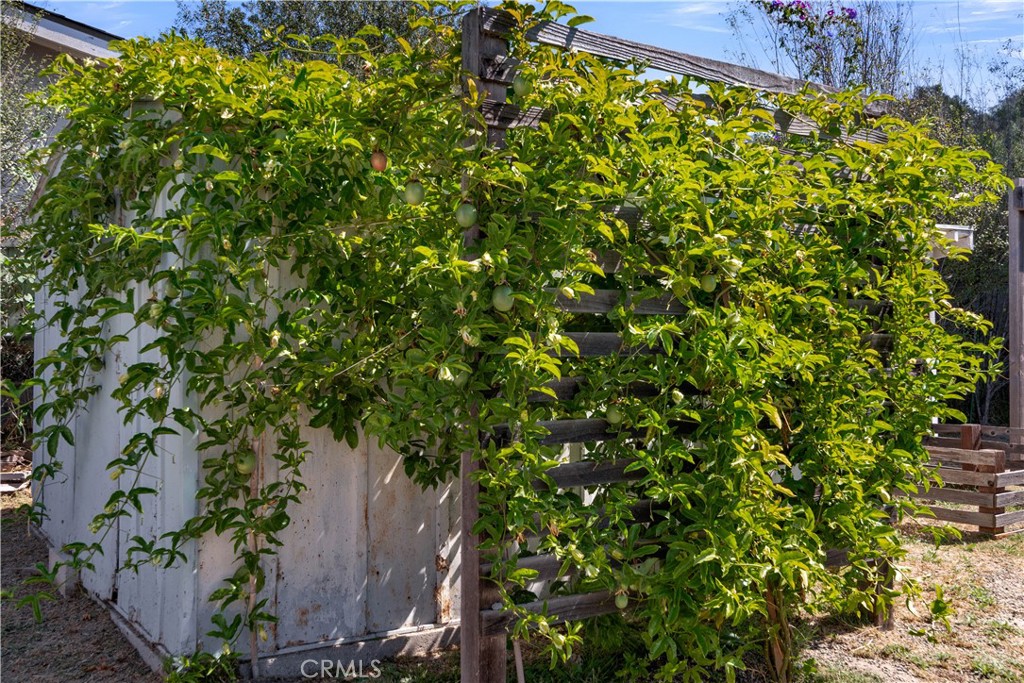 280 Tally Ho Road Arroyo Grande, CA 93420 - Photo 37 of 43 Passionfruit