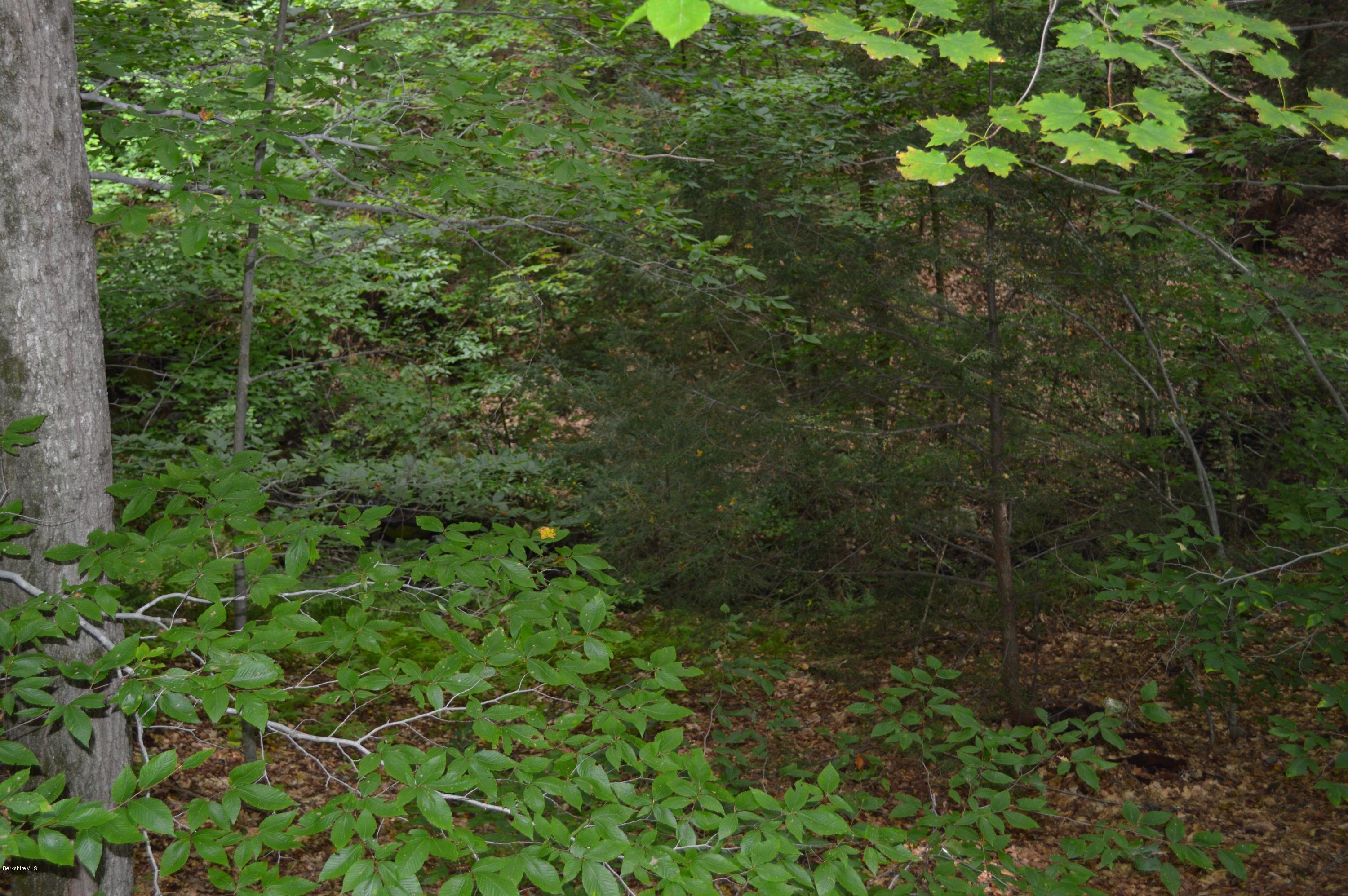 58 Cronk Road Monterey, MA 01245 - Photo 15 of 17 a view of a lush green forest