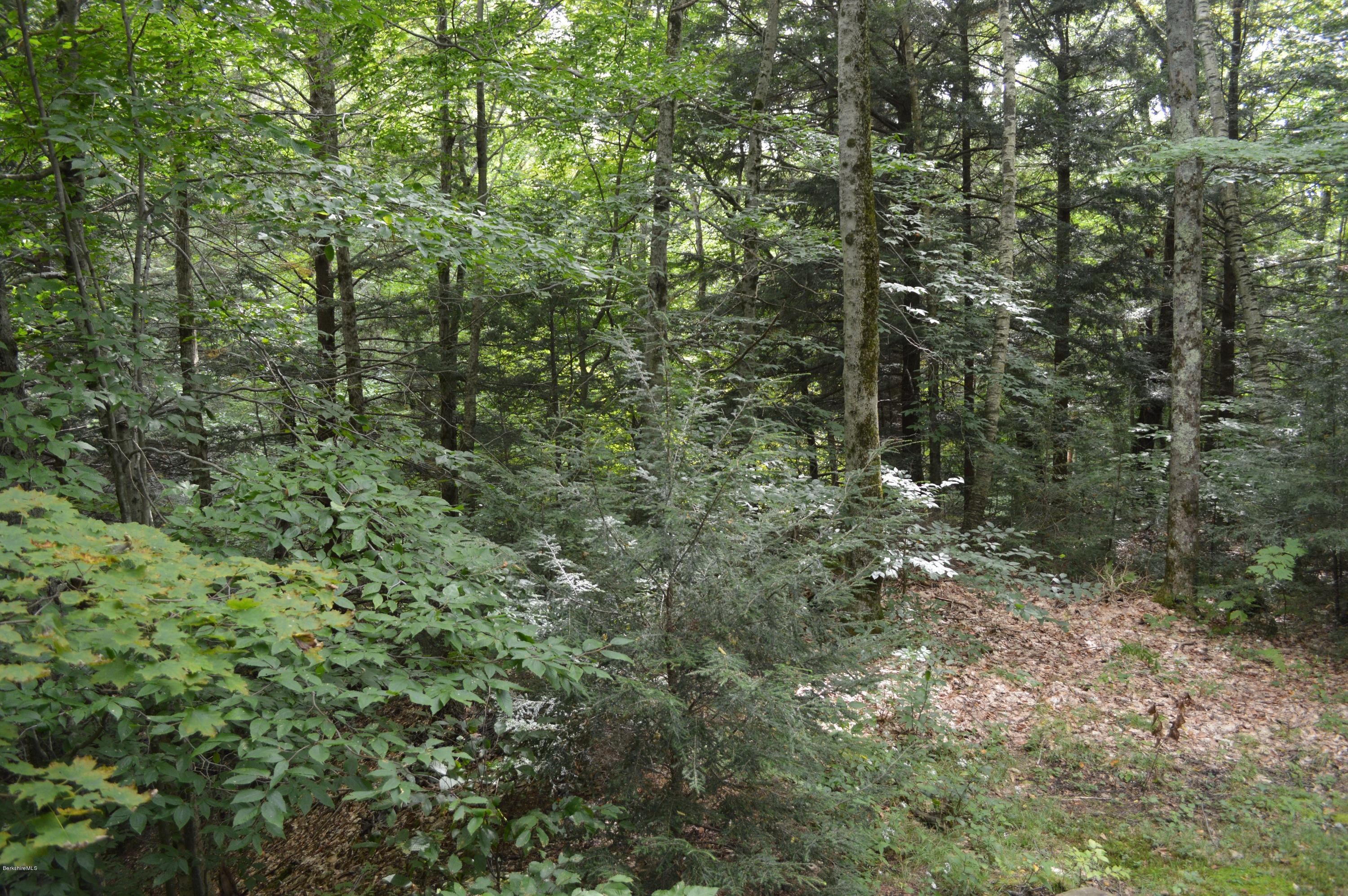 58 Cronk Road Monterey, MA 01245 - Photo 16 of 17 a view of a forest with trees in the background
