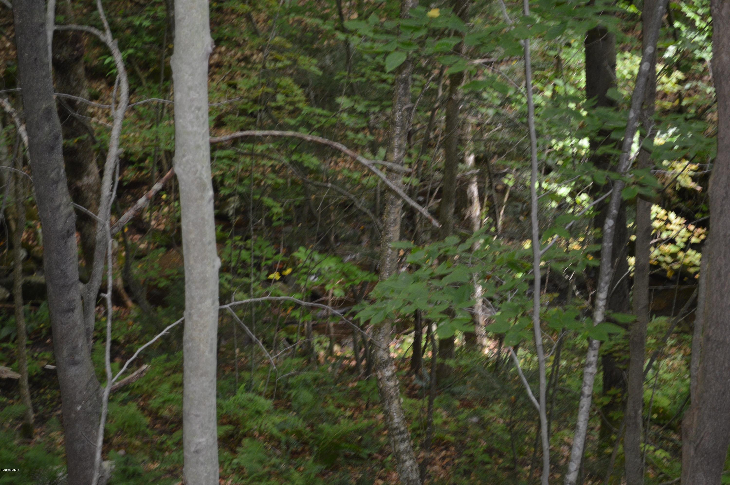 58 Cronk Road Monterey, MA 01245 - Photo 17 of 17 a view of forest