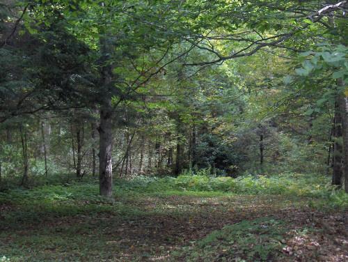 58 Cronk Road Monterey, MA 01245 - Photo 6 of 17 a view of a forest